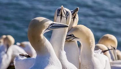 开云体育app官网-奥卡拉汉强势冲刺卫冕200米自由泳冠军