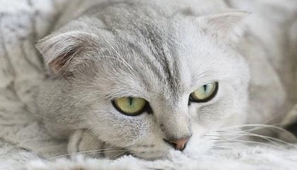 开云体育登录-职业联赛主客场氛围营造能力薄弱，球队主客场