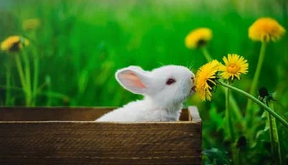 开云体育app下载-瑞典队乒乓战术：如何利用对手漏洞进行反攻，瑞典 乒乓